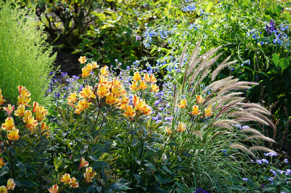 Sangha der Offenheit